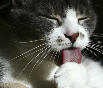 如何防止猫咪舔伤口